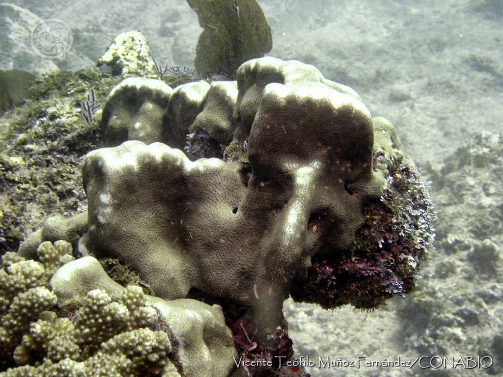Porkchop Coral