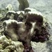 鈍柱雀屏珊瑚 - Photo 由 conabio_bancodeimagenes 所上傳的 (c) conabio_bancodeimagenes，保留部份權利CC BY-NC-ND