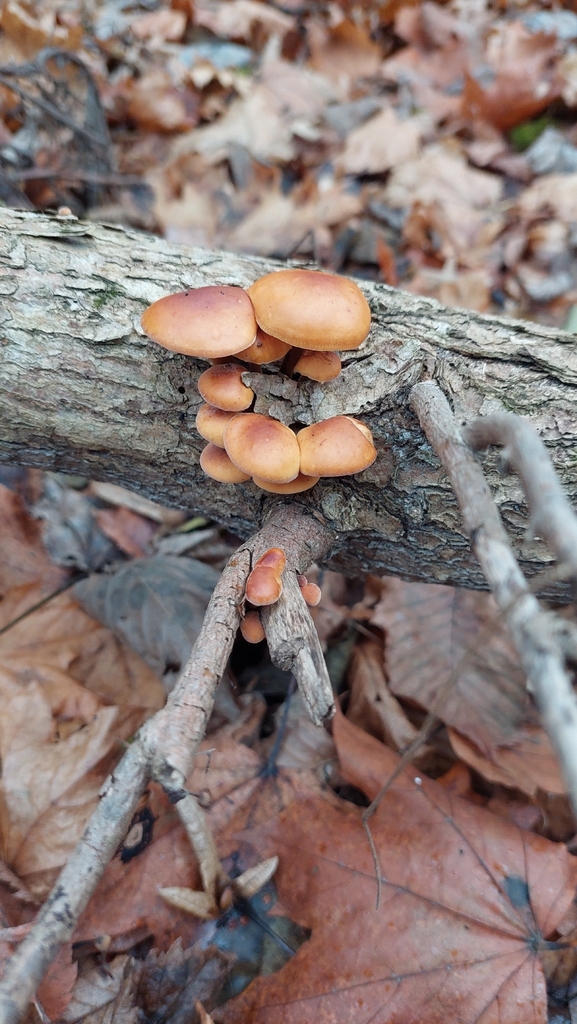 Flammulina · November 2025 · photo: © viktorstrenada (iNaturalist, cc-by)