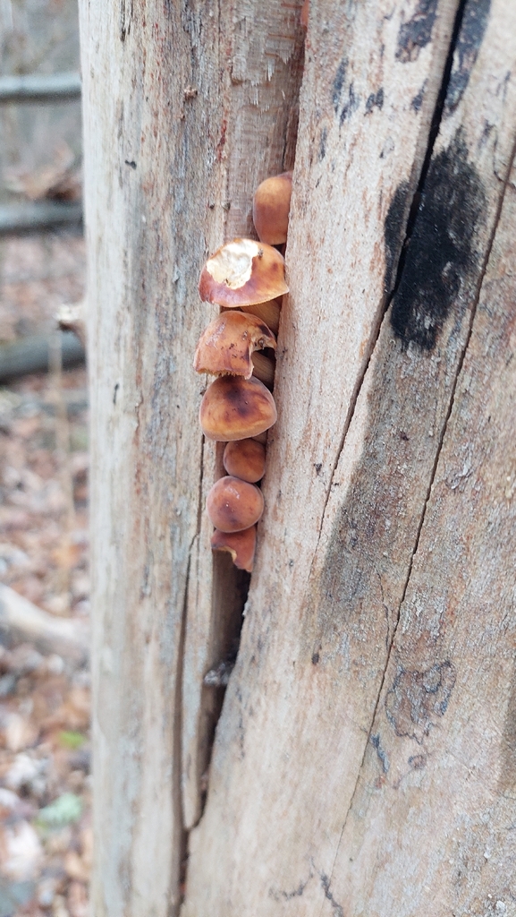 Flammulina · November 2025 · photo: © viktorstrenada (iNaturalist, cc-by)