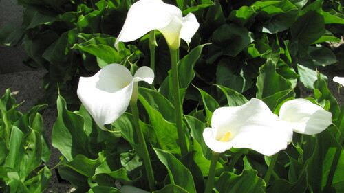 calla lily