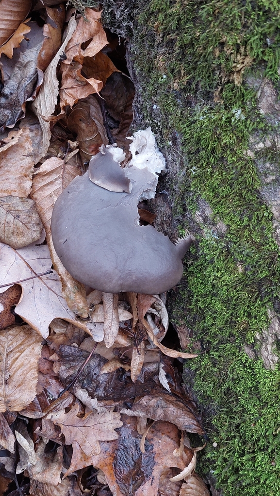 Pleurotus ostreatus · November 2025 · photo: © viktorstrenada (iNaturalist, cc-by)