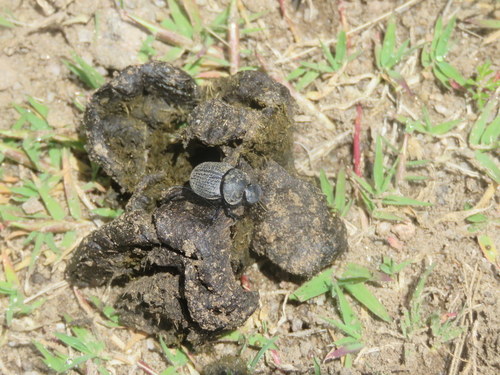 Scybalophagus rugosus