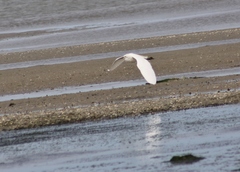 Egretta garzetta nigripes