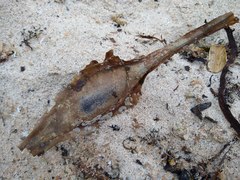 Callorhinchus milii