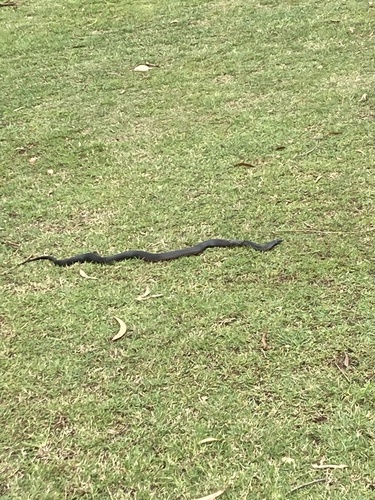 Red-bellied Black Snake sighting