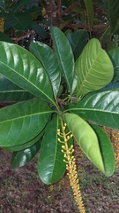 Lophanthera lactescens