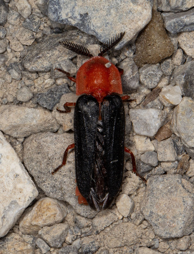 Pleotomus nigripennis