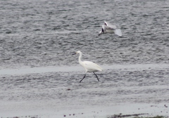 Egretta garzetta nigripes