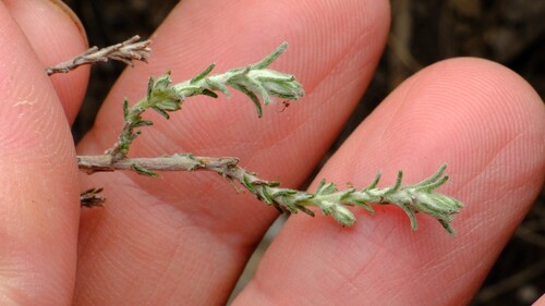 Kaputar Cassinia (Cassinia theodori)