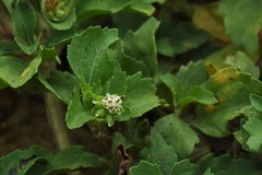 Acanthospermum australe