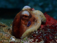 Amphioctopus siamensis