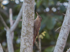 Lepidocolaptes souleyetii