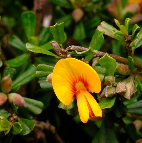wedge-leaf bush-pea (Pultenaea cuneata)