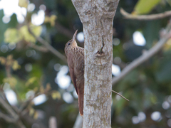 Lepidocolaptes souleyetii