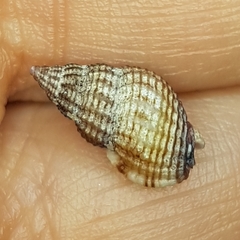 Tritia incrassata