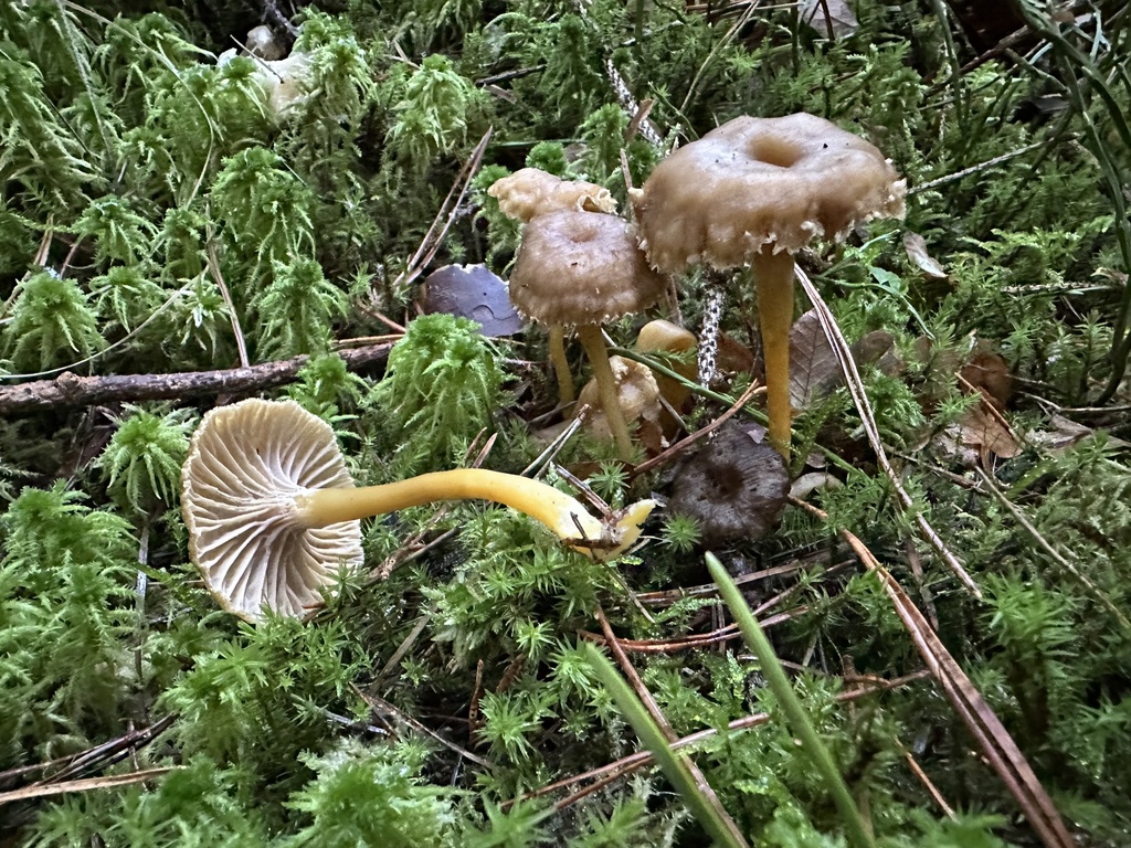 Craterellus tubaeformis · November 2025 · photo: © katrin_simon (iNaturalist, cc-by)