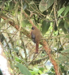 Trogon personatus