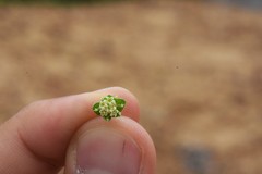 Acanthospermum australe