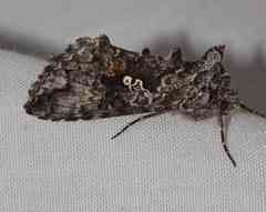 Syngrapha octoscripta