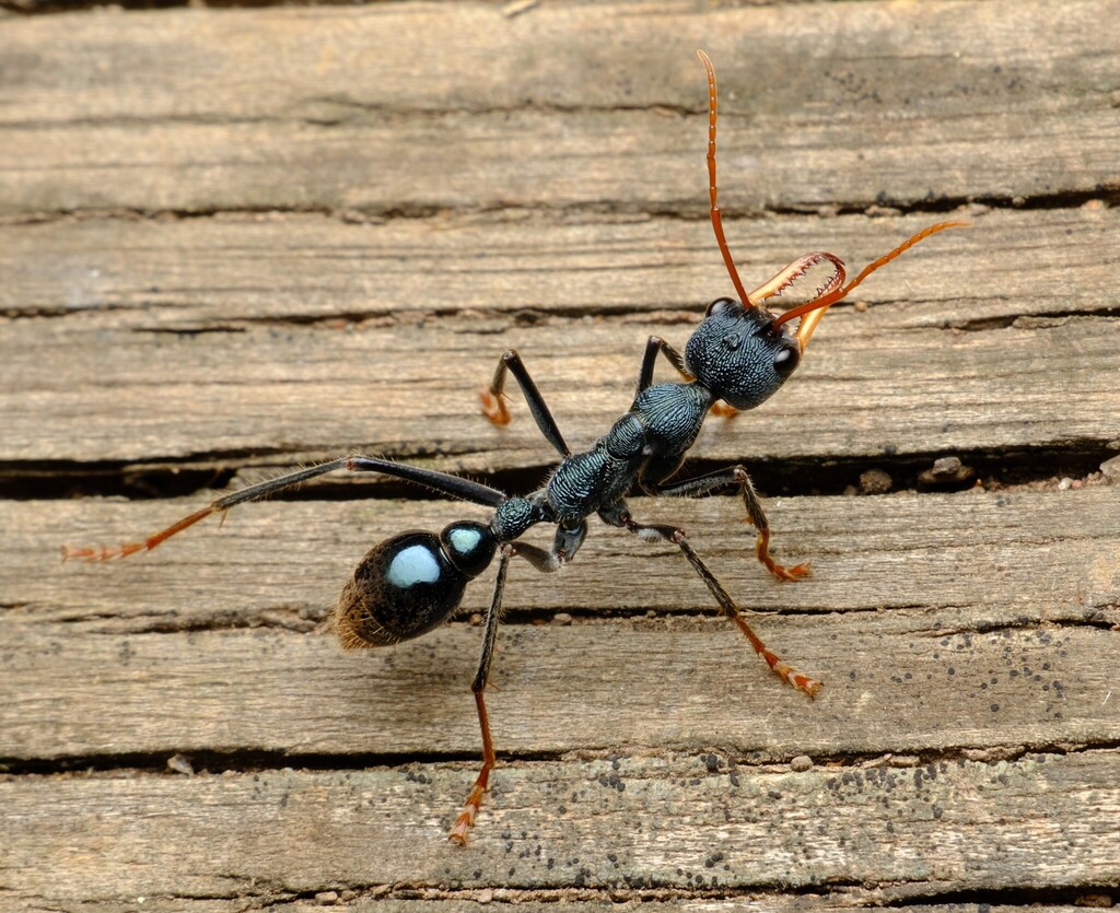 Australian Jumper Ant