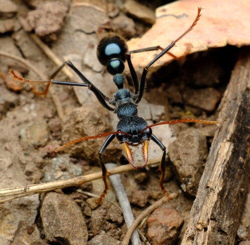 Australian Jumper Ant photo 3