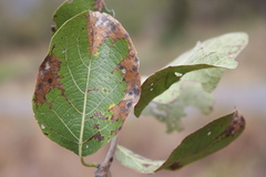 Cordia morelosana