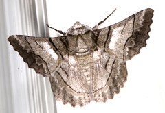 Hypobapta diffundens