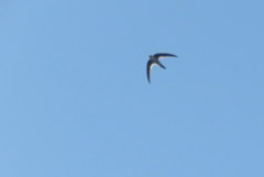 Aeronautes andecolus