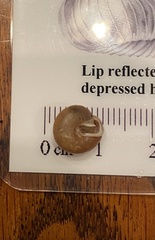 Euchemotrema leaii