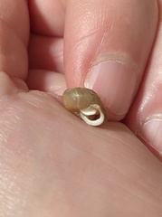 Euchemotrema leaii