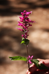 Salvia iodantha