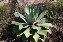 Agave maximiliana