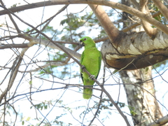 Amazona auropalliata