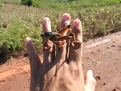 Brachystola behrensii