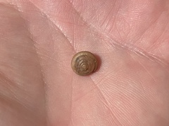 Euchemotrema leaii