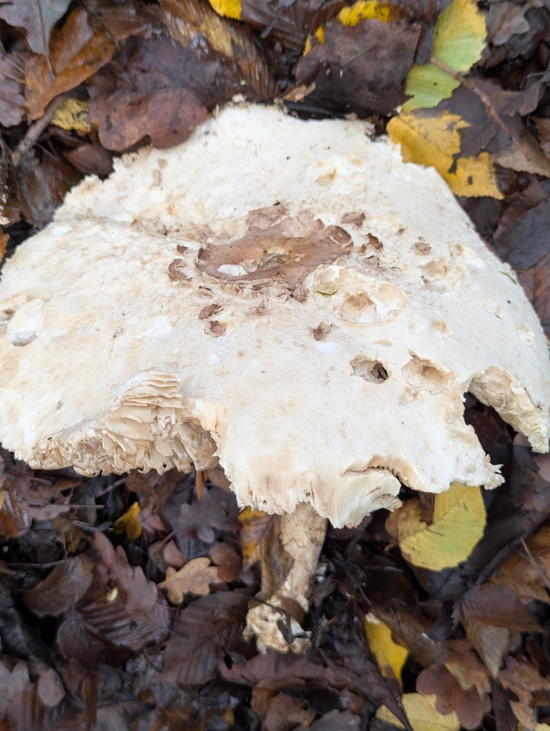 Chlorophyllum rhacodes · November 2025 · photo: © pilmar (iNaturalist, cc0)