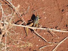 Brachystola behrensii