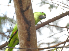 Amazona auropalliata