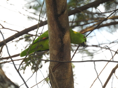 Amazona auropalliata