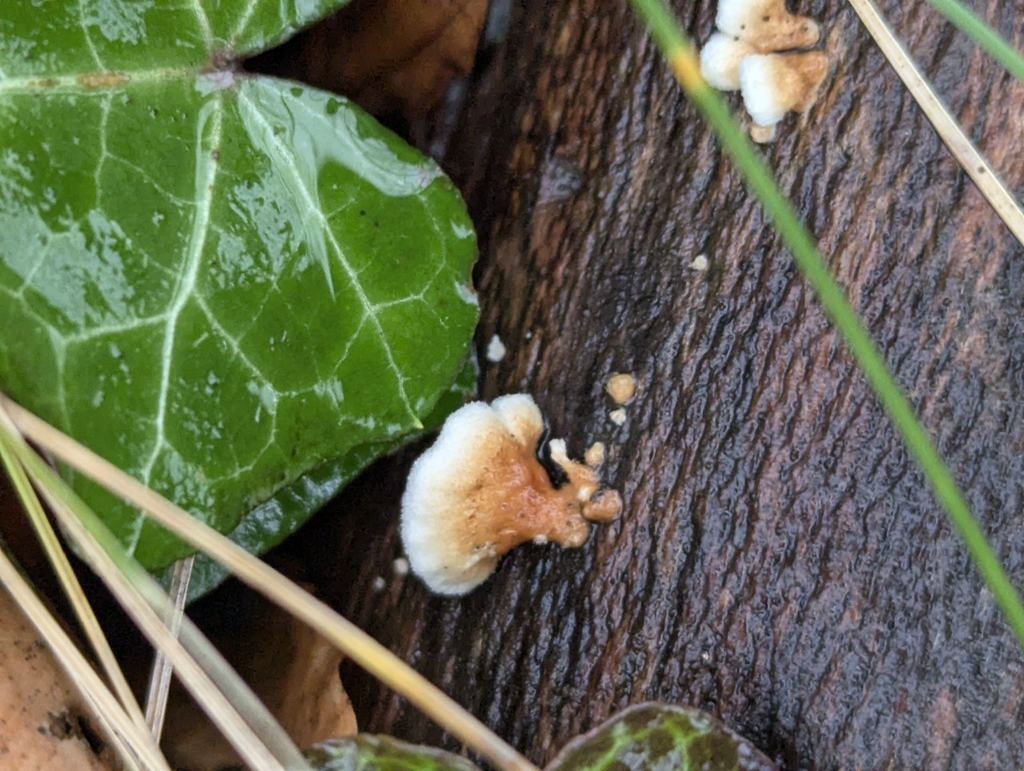 Plicatura crispa · November 2025 · photo: © islam_galymzhanov (iNaturalist, cc-by-nc)