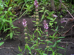 Stachys aspera