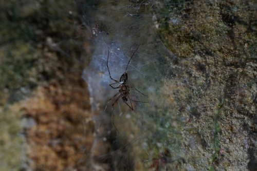 Northern Long-toothed Sheetweaver photo 2