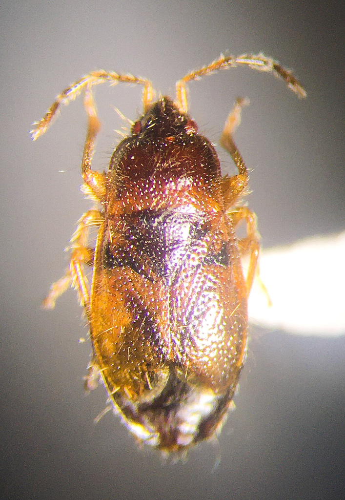 Plinthisus americanus