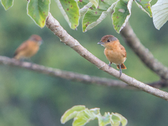 Pachyramphus castaneus