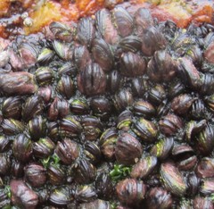 Mytilaster solisianus