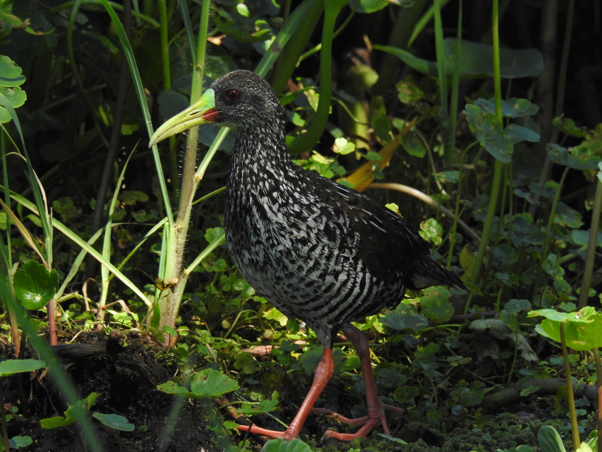 Spotted Rail (Pardirallus maculatus), photo 10