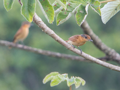 Pachyramphus castaneus