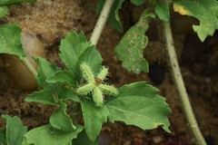 Acanthospermum australe