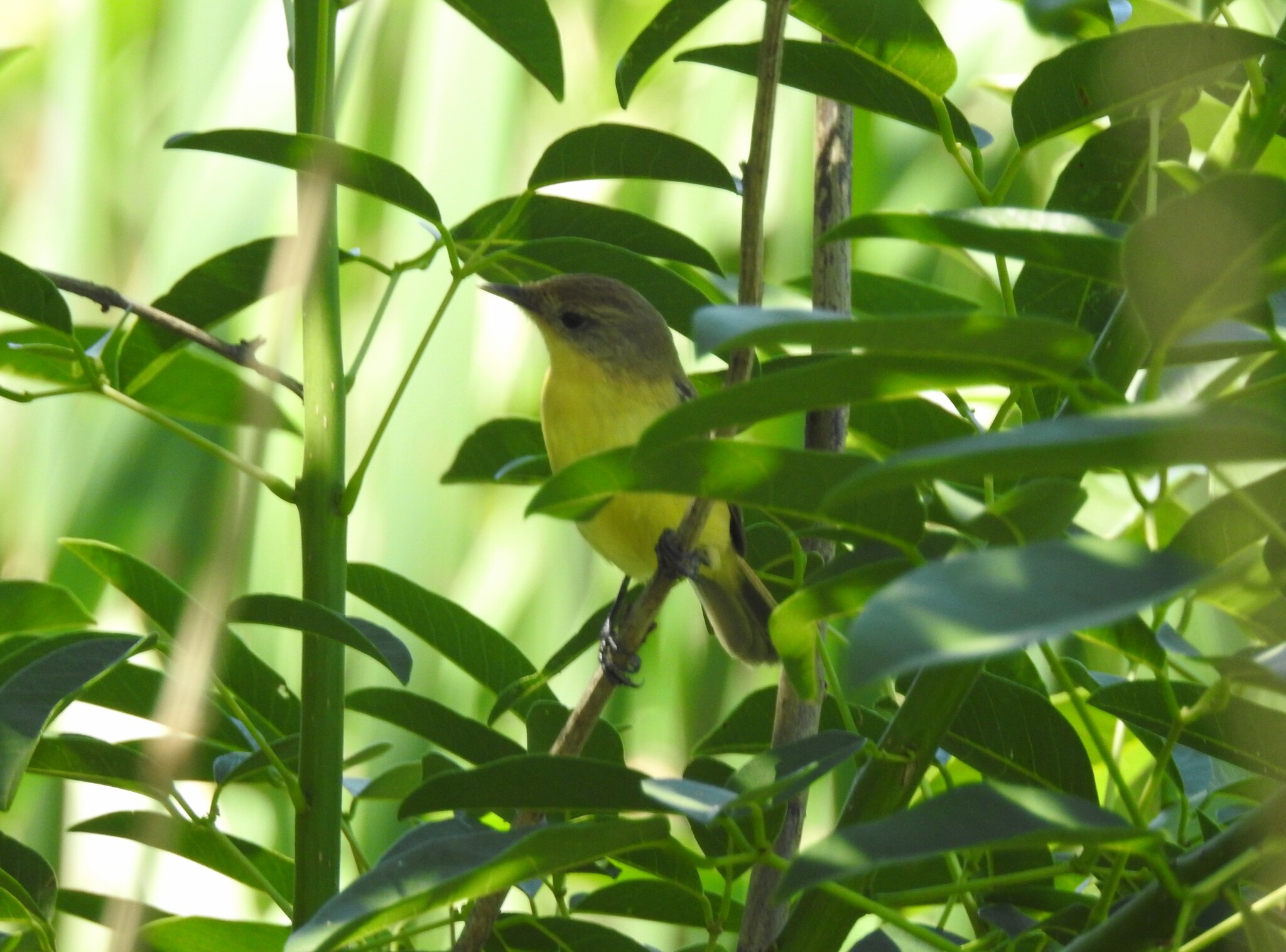 Dinelli's Doradito (Pseudocolopteryx dinelliana), photo 6